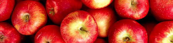 æble frugt rå mad til hunde
